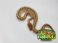 Kingpin Ball Python female2.JPG
