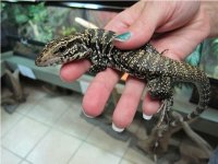 Golden Tegu.JPG