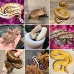snake ad.jpg