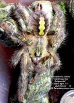 P.rufilata(F)7.5in_AD_1.jpeg