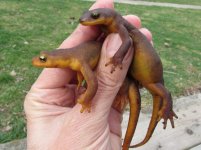 02 newts.jpg