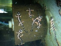 IMG_0694.jpg