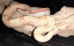 albino het leop.jpg