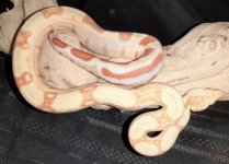 albino het leop2.jpg