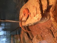 tong feeding.jpg