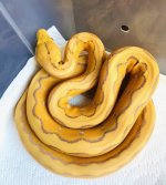 0.1 2019 LemonGlow Purple Sunfire.jpg