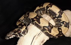 hypo img.jpg