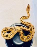 0.1 2019 Lemonglow Tiger double het Albino and Anthrax.jpg