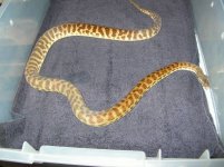 Stimpsons male sire.jpg