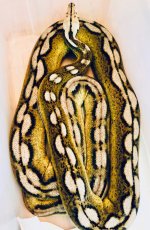 0.1 2014 Dwarf Motley Super Sunfire Tiger het Albino.jpg