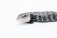 IMG_6181.jpg