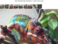 sacramentochameleon.com-panther-chameleon-ChamBoy.jpg