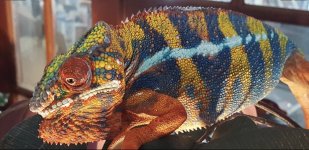 Spirit-panther-chameleon-ColorliciousChameleons.jpg