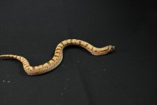 DSC_0230.jpg