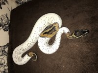 pied snake.jpg