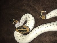 pied snake 4.jpg