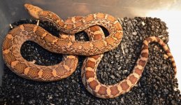 male f1 jackson big bend - 1.jpg
