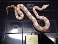 thumbnail (7).jpg