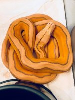0.1 OG Motley Sunfire het GS.JPG