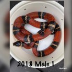 IMG_1494.jpg