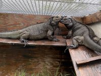 RhinoNewBaby5.jpg