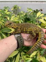 yellowmale.jpg