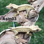 thumbnail_IMG_0484.jpg