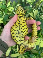 yellowmale1.jpg