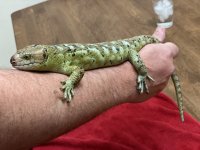 Skink_2 (2).jpg