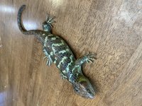 Skink_2.jpg