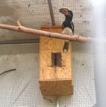 1hornbillpairnest.jpg