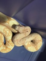 snake 3.jpg