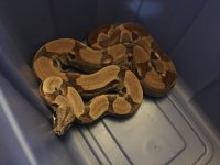 snake 2.jpg