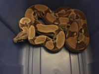 snake 1.jpg