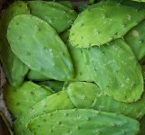 cactus16b.jpg