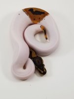 PIED HET CLOWN 01.jpg