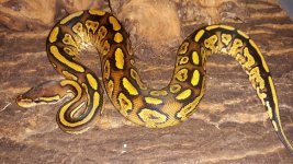 Bongo Vanilla 10-15.jpg