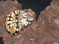 Spotnose pos Pastel (1).jpg