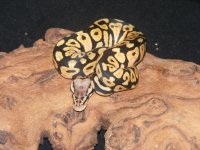 Spotnose pos Pastel (2).jpg