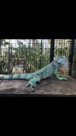 IMG_0252.jpg