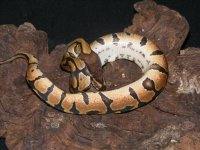Nanny Enchi Pastel WhiteOut (2).jpg