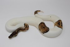 Hi WHite Pied Ball Python 2.jpg