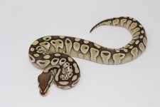 Lesser Ball Python.jpg
