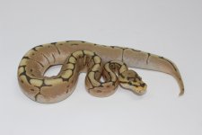 HoneyBee Ball Python.jpg