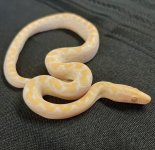 albino rainbow.jpg