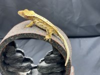 IMG_0704.jpg
