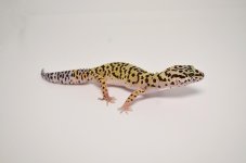 DSC_1080_1024x1024.jpg