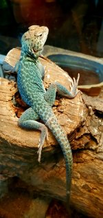 Blue Panther male 2020-03-26 17.35 (7).jpg