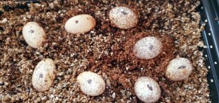 Blue Panther eggs 2020-04-24 12.41.59.jpg
