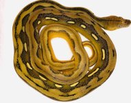 0.1 2019 Sunfire Tiger double het Purple and OGS.jpg